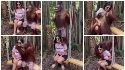 Viral Vidoe: യുവതിയുടെ കവിളില് ചുംബിച്ച് ചിമ്പാന്സി; വീഡിയോ വൈറല്