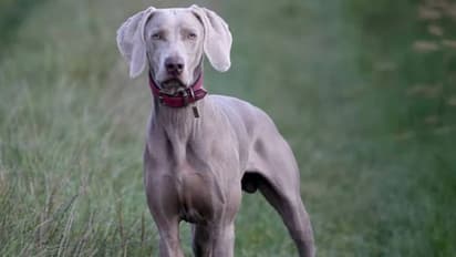 അയൽക്കാരുടെ നായയ്‍ക്ക് ഭക്ഷണം കൊടുക്കാൻ ചെന്നു, അക്രമത്തിൽ 38 -കാരി ദാരുണമായി കൊല്ലപ്പെട്ടു