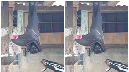 സാമൂഹിക മാധ്യമങ്ങളില്‍ പങ്കുവയ്ക്കപ്പെട്ട 'മനുഷ്യ വലിപ്പമുള്ള വവ്വാല്‍'; യാഥാര്‍ത്ഥ്യമെന്ത് ? 