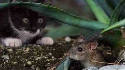 എലിയെ പേടിച്ച് പരക്കം പാഞ്ഞ് പൂച്ച; വൈറലായി വീഡിയോ