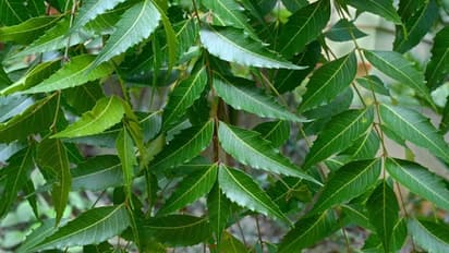 ആര്യവേപ്പില കൊണ്ട് എളുപ്പത്തില്‍ ചെയ്യാവുന്നൊരു കിടിലൻ സംഗതി; ഇതിന്‍റെ ഗുണങ്ങളും കിടിലനാണേ...