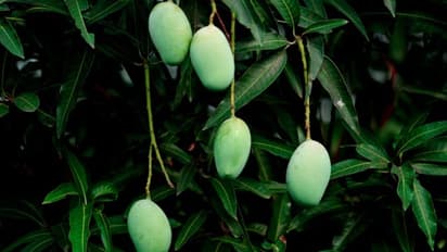 അനുമതിയില്ലാതെ മാങ്ങ പറിച്ചു; യുവാവിനെ അയൽവാസിയും കൂട്ടുകാരും തല്ലിക്കൊന്നു, കൊലക്കുറ്റം, കേസ്