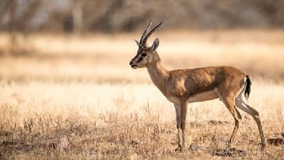 ചിങ്കാരമാനിനെ പാകം ചെയ്ത് കഴിച്ചു, വീഡിയോയ്ക്ക് പിന്നാലെ പ്രതിഷേധവുമായി ബിഷ്ണോയ് സമൂഹവും മൃഗസ്നേഹികളും