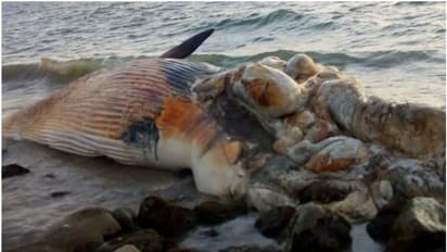 തൃശൂരിൽ വമ്പൻ തിമിംഗലത്തിന്‍റെ ജഡം; പൊലീസ് സ്ഥലത്തെത്തി