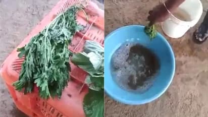 വാടിയ പച്ചക്കറി 'ഫ്രഷ്' ആക്കാൻ കച്ചവടക്കാര് ചെയ്യുന്നത് ഇതാണോ?; വീഡിയോ...