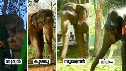 അരിക്കൊമ്പനെ വരുതിയിലാക്കാൻ മുത്തങ്ങയിലെ നാൽവർ സംഘം, താരമായി സൂര്യനും വിക്രവും സുരേന്ദ്രനും കുഞ്ചുവും