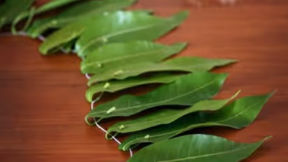 ఇంటికి మామిడి తోరణాలు ఎందుకు కడతారు..?