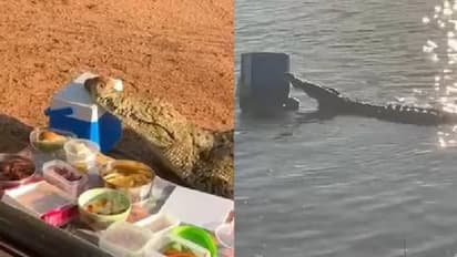 പിക്നിക്കിനെത്തിയവരുടെ ബിയറടങ്ങിയ കൂളര് ബോക്സുമായി മുതല മുങ്ങി, വീഡിയോ