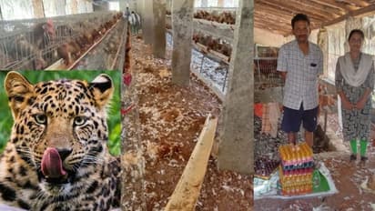 ಯುಗಾದಿಗೆ ಭರ್ಜರಿ ಹೊಸತೊಡಕು: 200 ನಾಟಿಕೋಳಿ ರುಚಿ ಕಂಡ ಚಿರತೆ! 