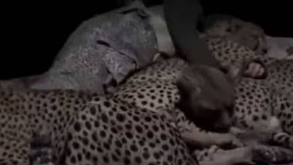 ഉറക്കത്തിൽ കൂട്ട് ചീറ്റപ്പുലികൾ, ഒരു പുതപ്പിനടിയിൽ കെട്ടിപ്പിടിച്ചുറങ്ങി മൂന്ന് ചീറ്റപ്പുലികളും ഒരു മനുഷ്യനും