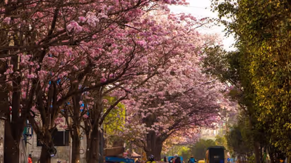 Bengaluru painted in shades of pink (PHOTOS)
