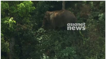 അരിക്കൊമ്പനെ പൂട്ടാനുള്ള സംഘത്തിലേക്ക് കുഞ്ചുവും സുരേന്ദ്രനും ഉടനെത്തും, മയക്കുവെടി ഞായറാഴ്ച