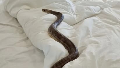 സ്വകാര്യഭാഗത്തിലൂടെ പാമ്പ് ശരീരത്തിനകത്ത് കയറിയെന്ന് യുവാവ്; യഥാര്ത്ഥത്തില് സംഭവിച്ചത്...