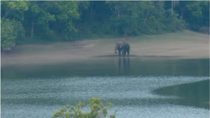അരിക്കൊമ്പനെ മാറ്റിയതിന് പിന്നാലെ ചിന്നക്കനാലില്‍ സജീവമായി ചക്കക്കൊമ്പന്‍, ആനക്കൂട്ടത്തെ ഭയന്ന് നാട്ടുകാര്‍