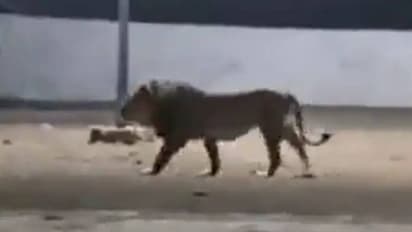 കളിയങ്ങ് കാട്ടിൽ മതി; നാട്ടിൽ ഇറങ്ങിയ സിംഹത്തെ വിരട്ടി ഓടിച്ച് തെരുവുനായക്കൂട്ടം