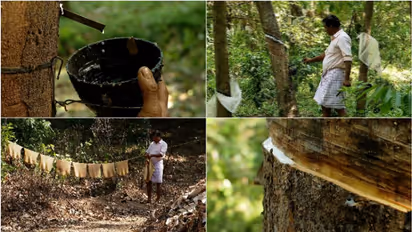 റബർ സബ്സിഡി 180 രുപയാക്കി,സംസ്ഥാന ബജറ്റിലെ പ്രഖ്യാപനം നടപ്പാക്കിയെന്ന് ധനമന്ത്രി കെ.എന്.ബാലഗോപാല്