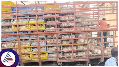 ಚುನಾವಣೆ ಗಿಮಿಕ್, ಯುಗಾದಿ ಹಬ್ಬದ ಪ್ರಯುಕ್ತ ಜನರಿಗೆ ಕೋಳಿ ಹಂಚಿದ ಶಾಸಕ!