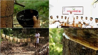 'റബർ വില രാഷ്ട്രീയം കൊഴുക്കുന്നു,വില സ്ഥിരതാ പദ്ധതിയെ കെഎം മാണി പദ്ധതിയെന്ന് പുനർനാമകരണം ചെയ്യണമെന്നാവശ്യം