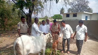 పసికందు ఆకలి తీర్చిన మంత్రి హరీశ్.. పాల కొరత తీర్చడానికి ఆవునే కొనిచ్చిన మంత్రి