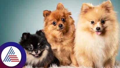 కారు డ్రైవింగ్ సీటులో కుక్క.. ఓ మందుబాబు అతి తెలివి.. చివరికి.. 