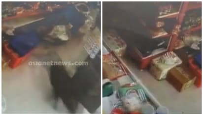 സൂപ്പർമാർക്കറ്റിൽ കാട്ടുപന്നി ഓടിക്കയറി; 2 ജീവനക്കാർക്ക് പരിക്ക്, സാധനങ്ങൾക്ക് നാശനഷ്ടം; സംഭവം പയ്യന്നൂരിൽ