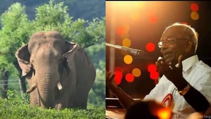 സ്വന്തമായി വക്കീലുള്ള, 11 പേരെ കൊന്ന, പിടിപാടുള്ള കക്ഷിയാണ്, 'ഓപ്പറേഷൻ അരിക്കൊമ്പൻ', പരിഹാസവുമായി എംഎം മണി 