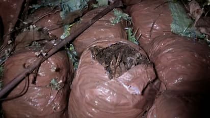 ഇരിങ്ങാലക്കുടയിൽ വൻ കഞ്ചാവ് വേട്ട, കണ്ടെത്തിയത് 70 കിലോയോളം കഞ്ചാവ്