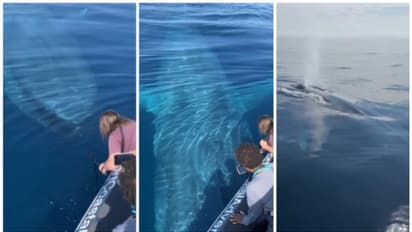 Viral Video: ബോട്ടിനടിയിലൂടെ നീന്തുന്ന നീലത്തിമിംഗിലം; അതിശയിപ്പിക്കുന്നതും മനോഹരവുമായ ഒരു കാഴ്ച