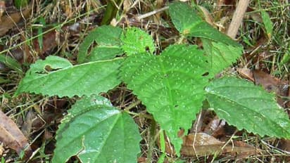 ഇങ്ങനൊരു വേദന ഒരിക്കലും അനുഭവിച്ചിട്ടില്ല, ലോകത്തിലെ ഏറ്റവും അപകടകാരിയായ ചെടിയിൽ സപർശിച്ച സ്ത്രീ പറയുന്നു