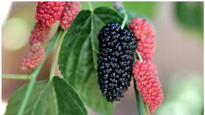 మల్బరీ కాయలతో ఎన్ని ఆరోగ్య ప్రయోజనాలు తెలుసా.... ఈ వ్యాధులన్నింటికీ చెక్ పెట్టవచ్చు!