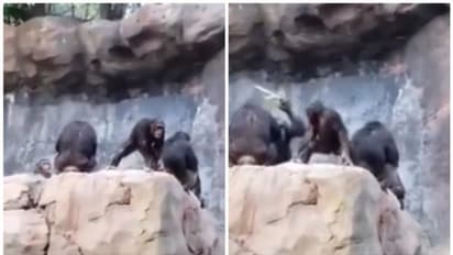 സന്ദര്ശകര്ക്ക് നേരെ കല്ലെറിയുന്ന കുട്ടി ചിമ്പാന്സിക്ക് അമ്മയുടെ വക തല്ല്; വൈറല് വീഡിയോ