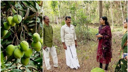 ഭൗമസൂചികയിൽ ഇടംനേടിയ കേരളത്തിന്‍റെ സ്വന്തം കുറ്റ്യാട്ടൂർ മാങ്ങ, ഞെട്ടിക്കുന്ന ഇടിവ്; പരിശോധനക്ക് വിദഗ്ധസംഘം
