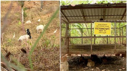 കഴിഞ്ഞ ദിവസം കൺമുന്നിൽ ആടിനെ പുലി പിടിച്ചു, 3 വർഷത്തിൽ 20 എണ്ണം; പുലിപ്പേടിയിൽ മലപ്പുറത്തെ ഒരു ഗ്രാമം!