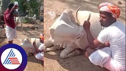 கர்நாடகாவில் ஜேடிஎஸ் பஞ்சரத்ன யாத்திரையில் எஞ்சிய உணவைத் தின்ற 15 கால்நடைகள் சாவு