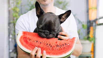 Summer food for dogs: Mangoes to Buttermilk-7 things that can keep your furry babies cool and comfortable
