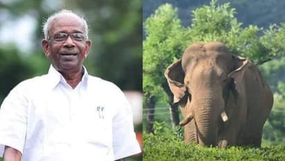 കേസ് ജയിച്ചിട്ടും വക്കീൽ ഫീസ് ചോദിക്കാൻ വരാറില്ല, ഓപ്പറേഷൻ അരിക്കൊമ്പനെതിരായ കോടതി വിധിയെ ട്രോളി എംഎം മണി