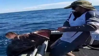 ഭീമന്മാർ വാഴുന്ന സമുദ്രം; മത്സ്യബന്ധനത്തിനിടയിൽ പിടികൂടിയിട്ടുള്ള ഭീമൻ മത്സ്യങ്ങൾ ഇവ