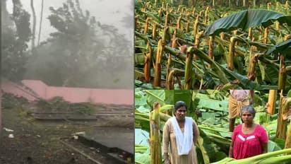 മറ്റത്തൂരില് ചുഴലിക്കാറ്റില് വ്യാപക കൃഷി നാശം: അയ്യായിരത്തിലേറെ കുലച്ച ഏത്തവാഴകൾ നശിച്ചു