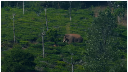 വഴി മാറ്റി അരിക്കൊമ്പൻ; വീണ്ടും ആനയിറങ്കൽ അണക്കെട്ട് ഭാ​ഗത്തേക്ക്; നിരീക്ഷിച്ച് ദൗത്യസംഘം