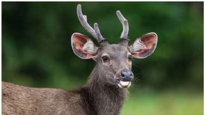 മ്ലാവിനെ വേട്ടയാടി; രണ്ട് പേർ പിടിയിലായി, മൂന്ന് പേർ ഒളിവിൽ