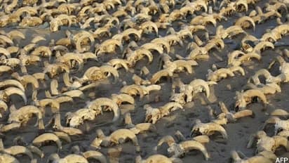 മമ്മിഫൈ ചെയ്ത 2000 -ത്തിലധികം ആട്ടിൻതലകൾ, കണ്ടെത്തിയത് ഈജിപ്തിൽ നിന്ന് 