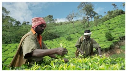 മന്ത്രിയുമായുള്ള ചർച്ചയും പരാജയപ്പെട്ടു; സമരത്തിനൊരുങ്ങി മൂന്നാറിലെ തോട്ടം തൊഴിലാളികൾ