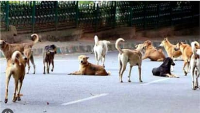 'നായയെ വളർത്തുന്നവര്‍ പരിസരവാസികൾക്ക് ബുദ്ധിമുട്ടുണ്ടാക്കരുത്,നഗരസഭയുടെ  ലൈസൻസ് വ്യവസ്ഥയില്‍ ഉള്‍പ്പെടുത്തണം'