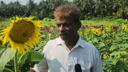 പരീക്ഷണം ഫലിച്ചു, സൂര്യകാന്തി കൃഷി ചെയ്ത് വിജയം കൈവരിച്ച് കാസർകോട്ടെ കർഷകൻ