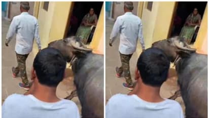 വെള്ളക്കരം കുടിശ്ശിക 1.39 ലക്ഷം; കര്ഷകന്റെ പോത്തിനെ പിടിച്ചെടുത്ത് മുനിസിപ്പാലിറ്റി