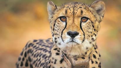 Project Cheetah chief denies radio collar link in big cats deaths, plans next batch release