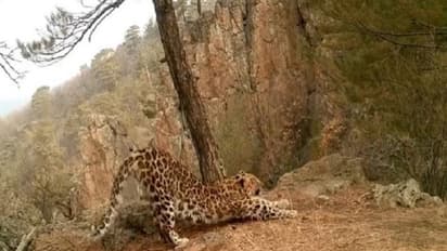 సూర్య నమస్కారం చేస్తున్న చిరుతపులి.. వైరల్ గా మారిన వీడియో..