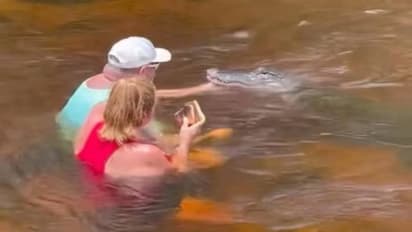 ചീങ്കണ്ണിക്ക് കൈകൊണ്ട് ഭക്ഷണം നൽകി ദമ്പതികളുടെ സാഹസം; സോഷ്യൽ മീഡിയയിൽ രൂക്ഷ വിമർശനം