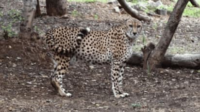 ಕಾಡು ಬಿಟ್ಟು ನಾಡಿಗೆ ನುಗ್ಗಿದ ನಮೀಬಿಯಾ ಚೀತಾ: ಕುನೋ ಅಭಯಾರಣ್ಯಕ್ಕೆ ಕಳಿಸಲು ಕಾರ್ಯಾಚರಣೆ