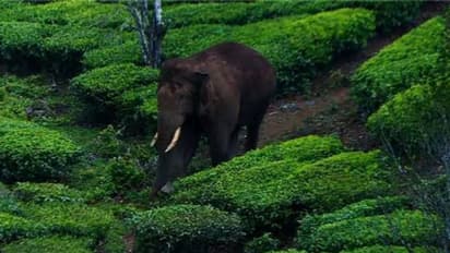 അരിക്കൊമ്പൻ പറമ്പിക്കുളത്തേക്ക്; ജനകീയ പ്രതിഷേധ സമരത്തിന് തീരുമാനം; ജനജീവിതം ബുദ്ധിമുട്ടിലാകുമെന്ന് നാട്ടുകാർ